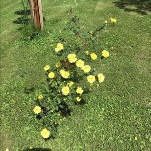 Meet your Posher, Janis